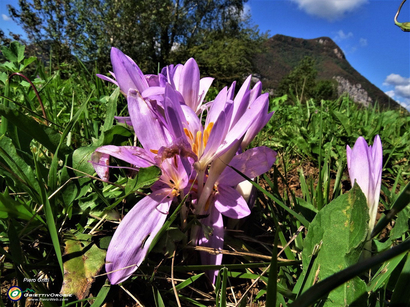 61 Colchicum autumnale (Colchico autunnale) nei prati di Carnito.JPG